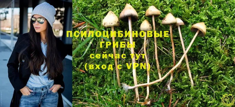 цена наркотик  Беломорск  Псилоцибиновые грибы Psilocybine cubensis 